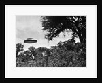 UFO Flying Low Over Trees by Anonymous