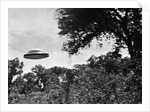 UFO Flying Low Over Trees by Anonymous