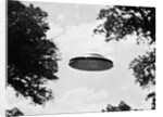 UFO Flying Low Over Trees by Anonymous