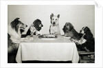 Movie Dog and Friends Celebrating Birthday by Anonymous