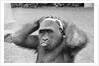 Gorilla Smashing Soccer Ball on Head by Corbis