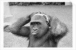 Gorilla Smashing Soccer Ball on Head by Corbis