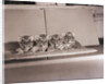 Tiger Cub Quadruplets at Bronx Zoo by Anonymous