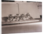 Tiger Cub Quadruplets at Bronx Zoo by Anonymous