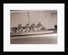 Tiger Cub Quadruplets at Bronx Zoo by Anonymous