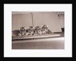 Tiger Cub Quadruplets at Bronx Zoo by Anonymous