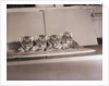 Tiger Cub Quadruplets at Bronx Zoo by Anonymous