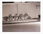 Tiger Cub Quadruplets at Bronx Zoo by Anonymous