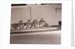 Tiger Cub Quadruplets at Bronx Zoo by Anonymous