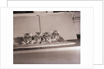 Tiger Cub Quadruplets at Bronx Zoo by Anonymous