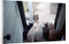 Dog Looking Through Cat-Lined Window by Anonymous
