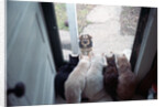 Dog Looking Through Cat-Lined Window by Anonymous