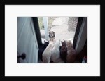 Dog Looking Through Cat-Lined Window by Anonymous