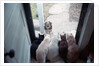 Dog Looking Through Cat-Lined Window by Anonymous