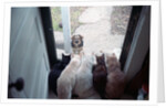 Dog Looking Through Cat-Lined Window by Anonymous
