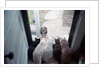 Dog Looking Through Cat-Lined Window by Anonymous
