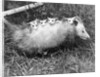 Female Opossum With Young by Anonymous