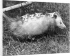 Female Opossum With Young by Anonymous