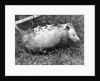Female Opossum With Young by Anonymous