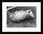 Female Opossum With Young by Anonymous