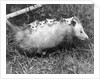 Female Opossum With Young by Anonymous