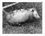 Female Opossum With Young by Anonymous