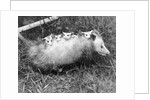 Female Opossum With Young by Anonymous
