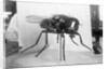 Close-Up Of A Fly by Anonymous