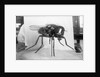 Close-Up Of A Fly by Anonymous