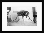 Close-Up Of A Fly by Anonymous