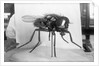Close-Up Of A Fly by Anonymous