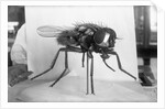 Close-Up Of A Fly by Anonymous