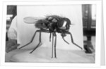 Close-Up Of A Fly by Anonymous