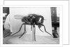 Close-Up Of A Fly by Anonymous