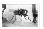 Close-Up Of A Fly by Anonymous
