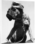 War Dog Poses Wearing Overseas Cap by Anonymous