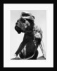 War Dog Poses Wearing Overseas Cap by Anonymous