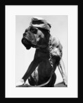 War Dog Poses Wearing Overseas Cap by Anonymous