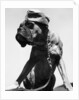 War Dog Poses Wearing Overseas Cap by Anonymous