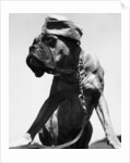 War Dog Poses Wearing Overseas Cap by Anonymous