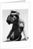 War Dog Poses Wearing Overseas Cap by Anonymous