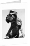 War Dog Poses Wearing Overseas Cap by Anonymous