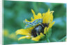 Grasshopper on Sunflower by Anonymous