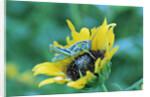 Grasshopper on Sunflower by Anonymous