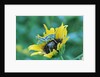 Grasshopper on Sunflower by Anonymous
