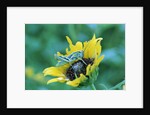 Grasshopper on Sunflower by Anonymous