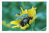 Grasshopper on Sunflower by Anonymous