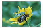 Grasshopper on Sunflower by Anonymous