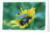 Grasshopper on Sunflower by Anonymous