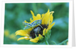 Grasshopper on Sunflower by Anonymous